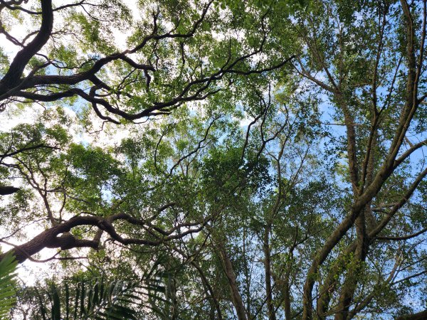 樹杞林山｜竹東森林公園步道×大鄉自然步道3060538