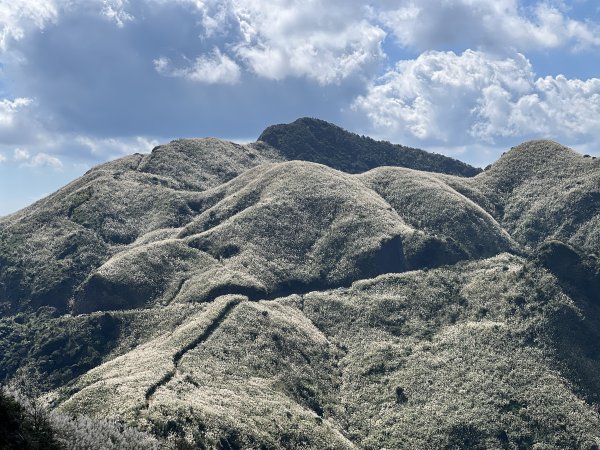 無耳茶壺山步道 - 半屏山芒花季 2023/11/232372332