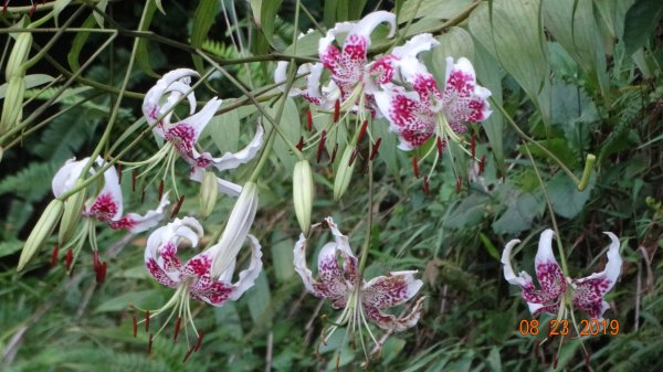 補考 - 艷紅鹿子百合656641