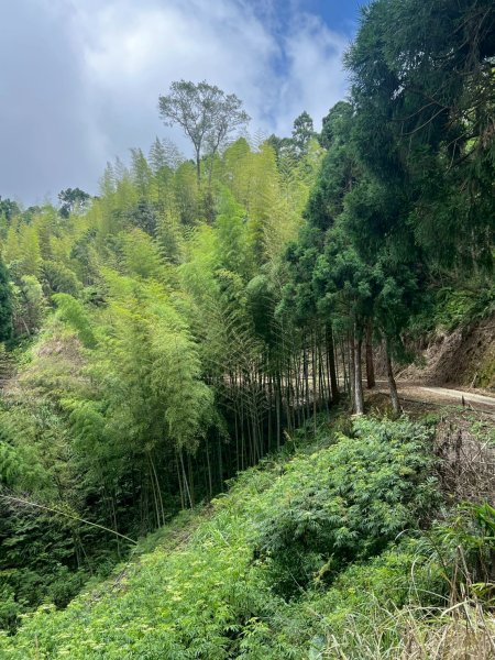 嵐山再古坑。五元兩角 木馬古道2806222