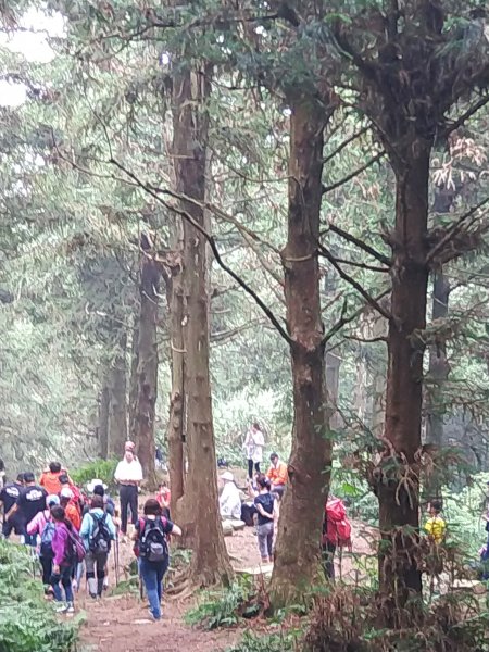 【台中。和平】綠蔭山林滿滿芬多精。大雪山林道 ~1860峰(長壽山)1425463