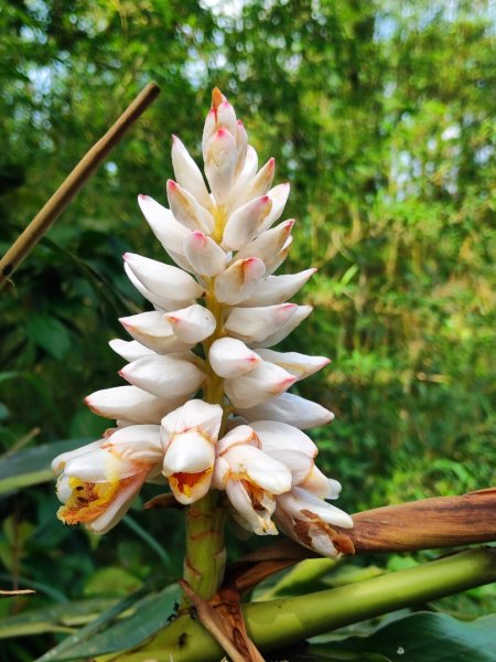 淡蘭北2+1逆走二刷2772759