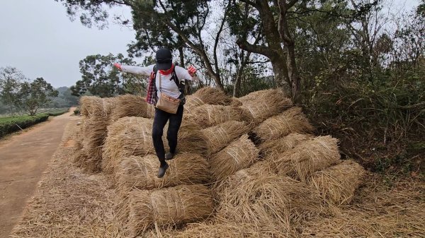 20260127三通嶺山.三義山(大桁茂山).慈濟山.大坪山大O走2990757