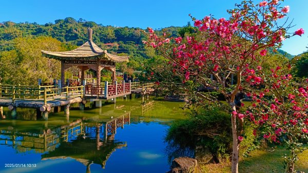 雙溪公園賞花&原住民公園落羽松&故宮1/142689947