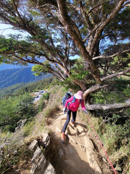 【南投 | 仁愛】合歡北峰賞高山杜鵑1371154