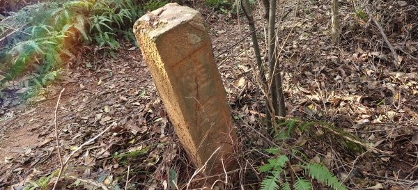 2024/12/28-蓮華山古道群：飛龍步道、進香古道、採茶古道、載熙古道2678890