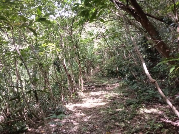 雙溪區盤山坑古道+過火坪古道O型2882381