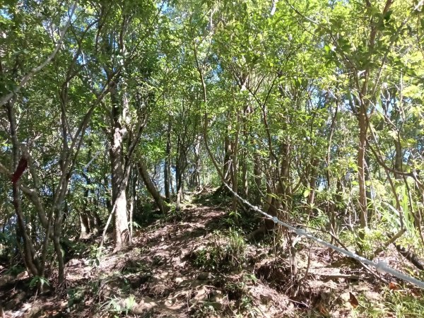 雙溪區中坑東山去回+林厝前荷花2877659