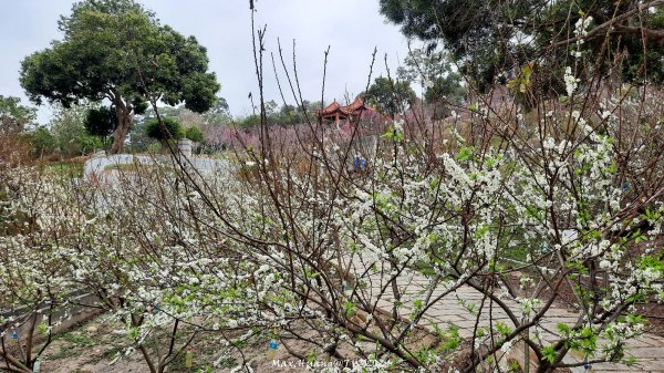 《彰化》花景第一排｜花壇虎山巖後山步道202402242436719