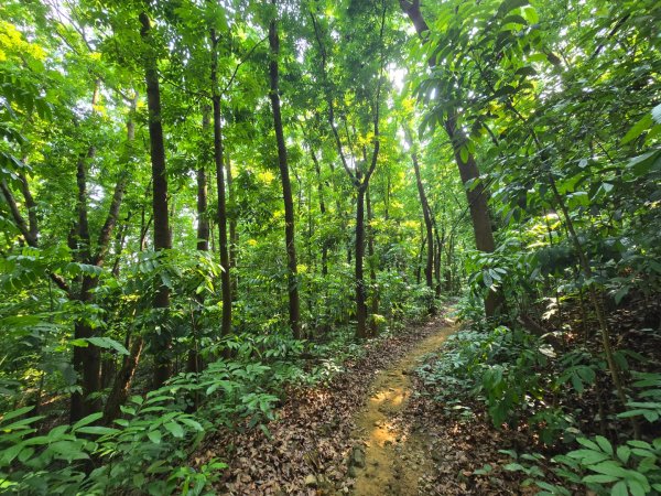 2025-04-21 茶頂山桃花心木步道2767820
