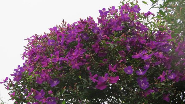 《苗栗》關刀出關｜三義關刀山出關古道(聖關段-苗56)202509052878835