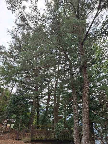 《南投》松濤徐徐｜惠蓀林場關刀山林道上巨松台環山嵐小徑202603213021374