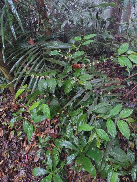 苗栗關刀山2975043