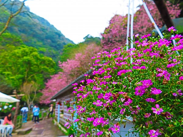 遇見桃花源：淡水楓樹湖步道封面