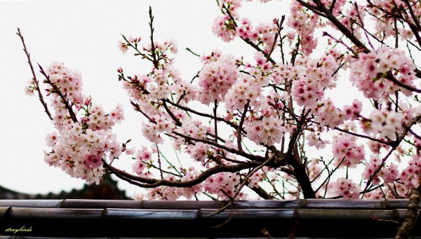 櫻花季的尾聲~在東方寺慢慢的品花落的聲音910693