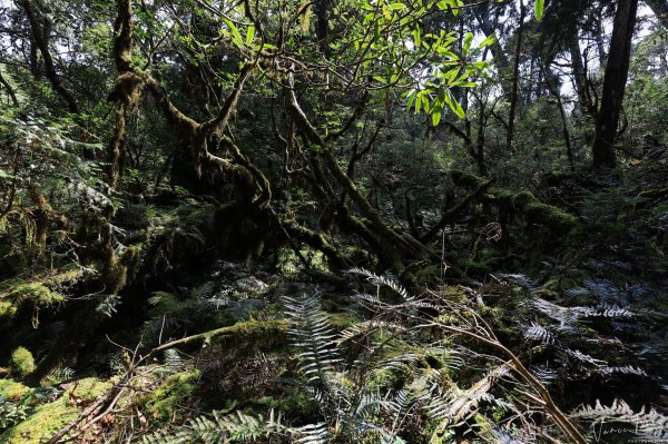 2019遺落的巨人森林聚落--唐穗山699914