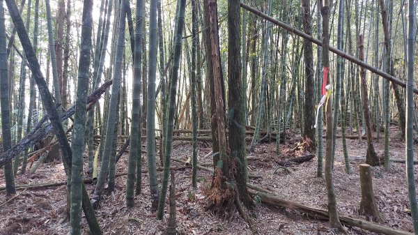 過坑山 大尖山 卓社林道O型1330339