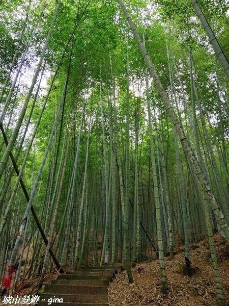 【雲林。古坑】絕美孟宗竹林有如置身武俠電影場景。嘉南雲峰x石壁山登山步道(小百岳)1328712