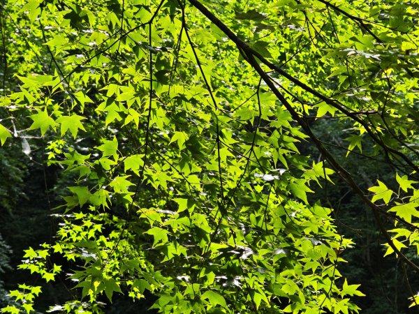 2025_0601 赫威山2802277