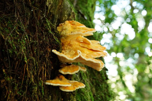 新竹 五峰 油羅山、霞山2798265