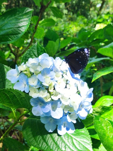 觀音山小鷹尖2818045