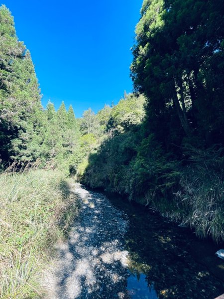20260531觀霧榛山登山步道（榛山北峰+主峰+環形步道）3071471