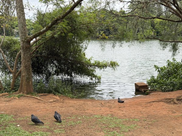 [紐約馬之行-69] 2025_1116 伊比拉布埃拉公園-下2955172