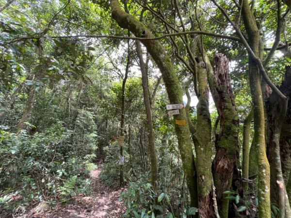 五指山登山步道2226348