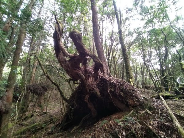 嘉義 阿里山 兒玉山、東水山、北霞山1486766