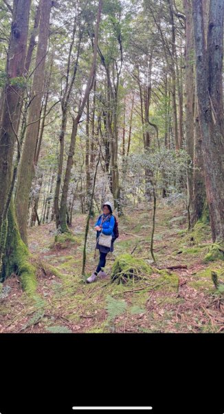 觀霧-檜山巨木群步道2925552