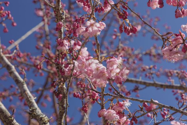 福壽山千櫻園櫻花盛開2724943