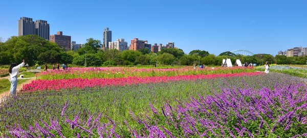 首訪 #古亭河濱公園 #花海 3/153015667