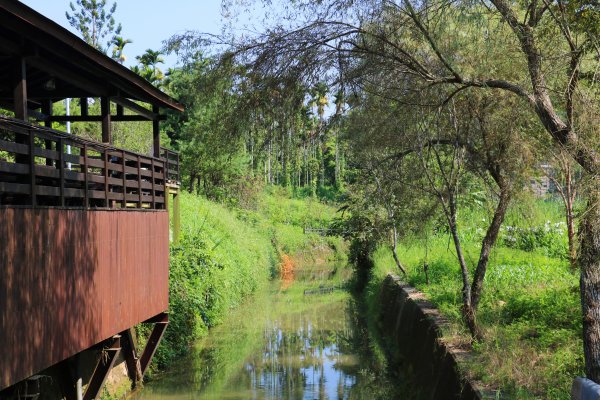 南投魚池~花茶香田園好風光~澀水田頂步道1026745