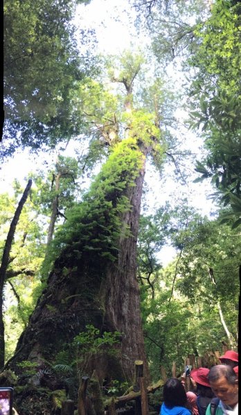 鎮西堡、司馬庫司巨木群-探訪森林感受大地之母蘊育雄偉1348637