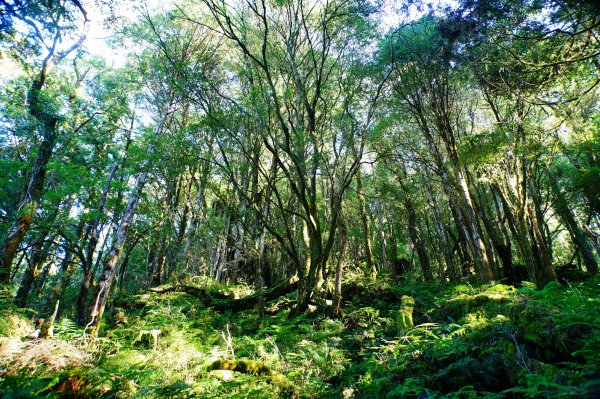 宜蘭 大同 巴博庫魯山3120732