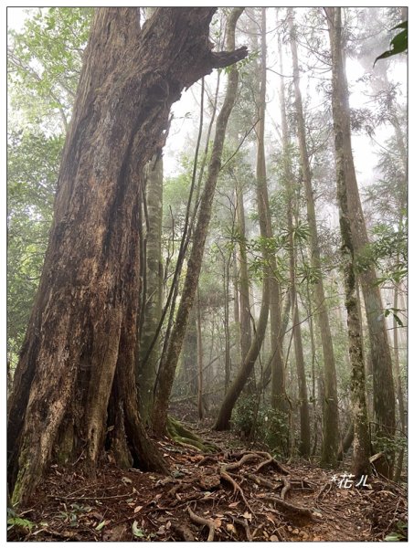 油羅山O型一圈(避暑杉林)2564901