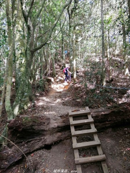 【台中。和平】松林鳥語。 谷關七雄之屋我尾山(大雪山林道)1420834