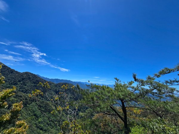 鳶嘴山杜鵑盛開2770220