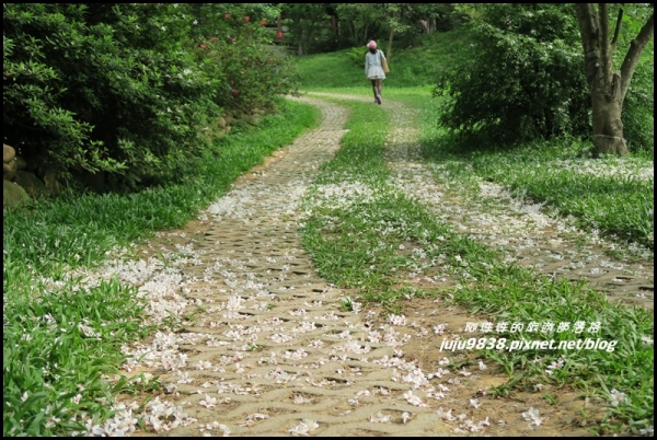 桃園龍潭。甘家堡桐花步道與桐花的浪漫邂逅