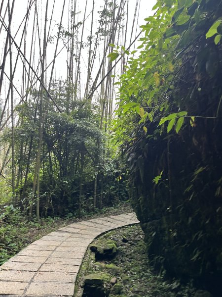 [嘉遊好步道．來嘉走走-04/10] 2024_1011 阿里山頂湖步道2624699