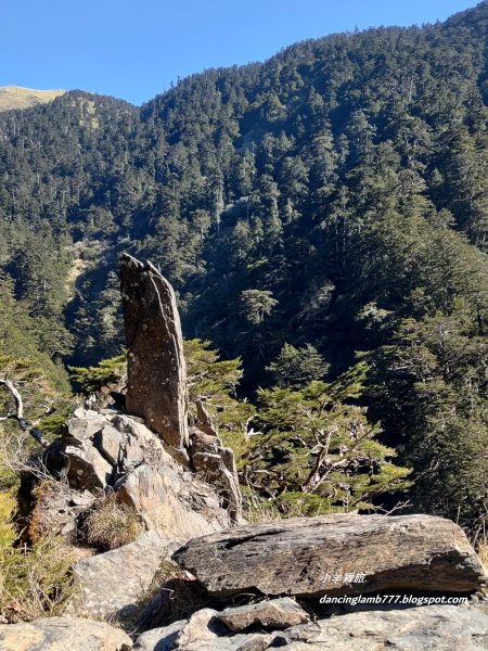 【南投】合歡溪步道：遠得要命的櫻花鉤吻鮭2912234