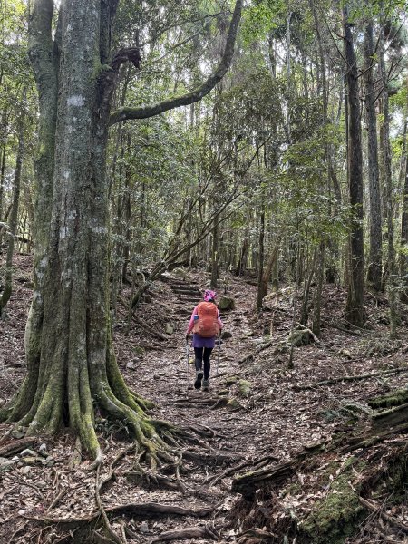 回程下雨的 松鶴上 八仙山 202510252925742