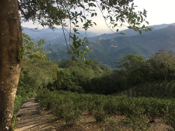 六寮崙山、雞罩山、白雞山8字走2371094