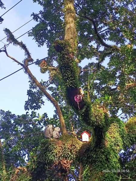 三訪小百岳 #012 汐止大尖山、龍船洞步道、秀峰瀑布【小百岳集起來】2406213