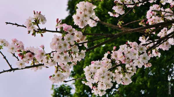 2/20 #天元宮 #墨染櫻(香水櫻)  #楓樹湖 #木蘭花(辛夷)2716243