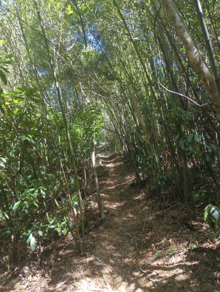 2025.10.18－微笑山線：【天上山系】望月亭桐花段2919560