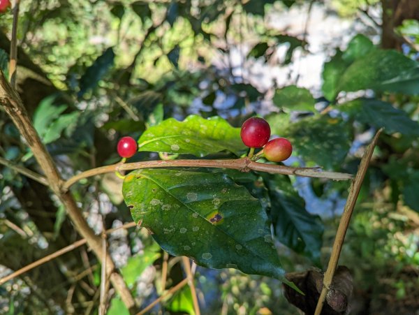 【2021 登山植物學】1609449