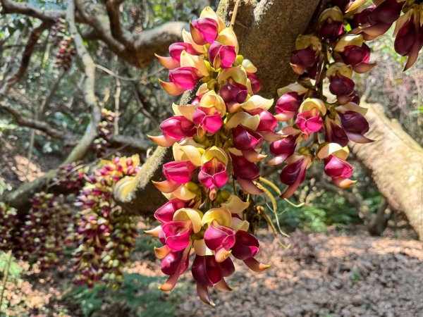 草尾嶺血藤滿山開3019022