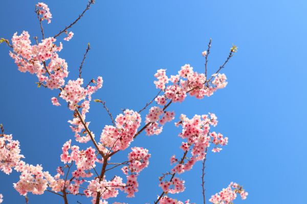 拉拉山的櫻花286558