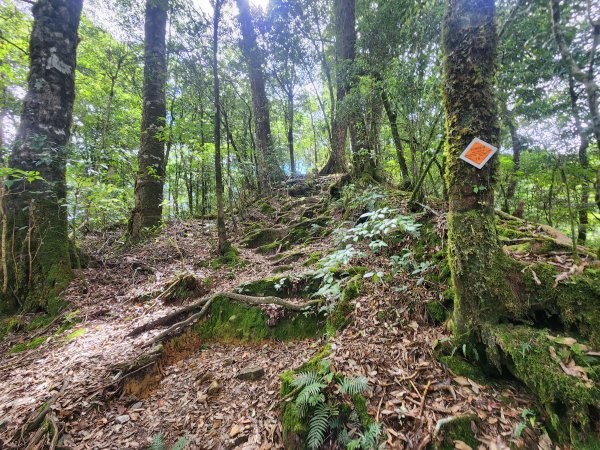 20250831鳶嘴稍來2928619